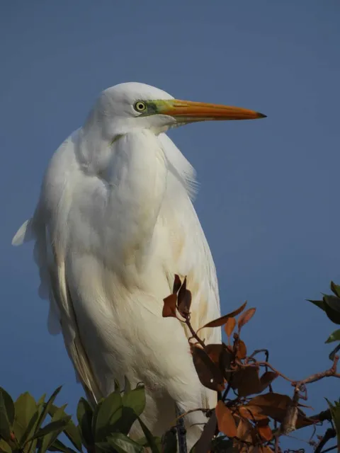 野鳥の写真