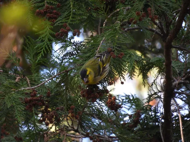 野鳥の写真
