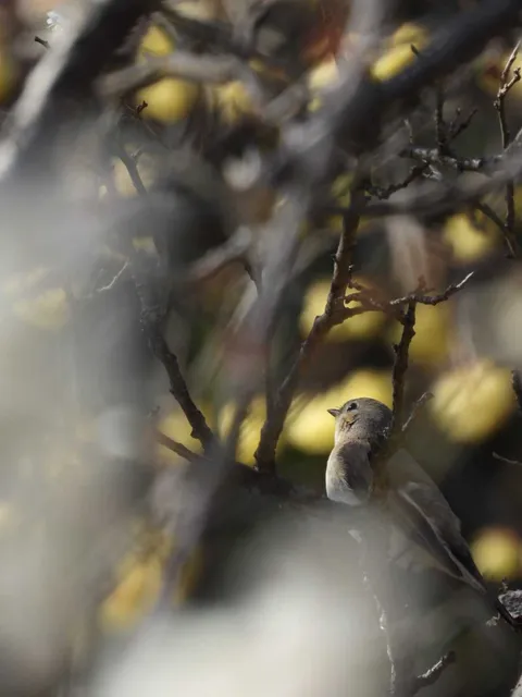 野鳥の写真