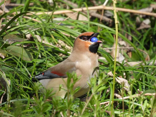 野鳥の写真