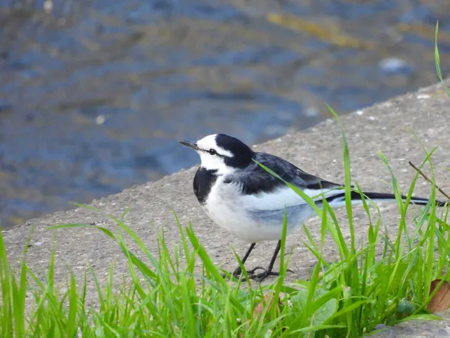Species Image