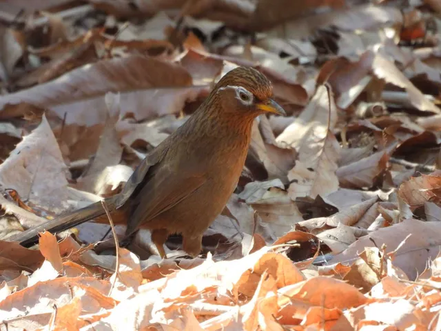 野鳥の写真