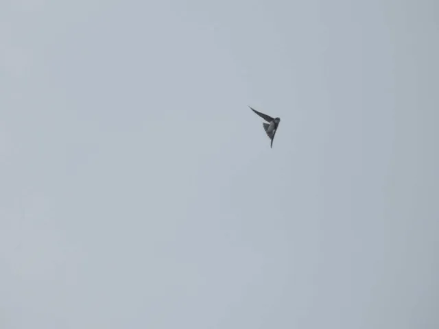Species Image