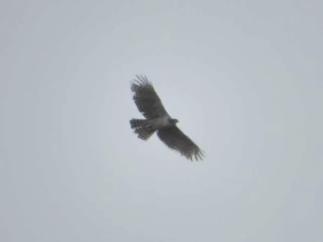 野鳥の写真