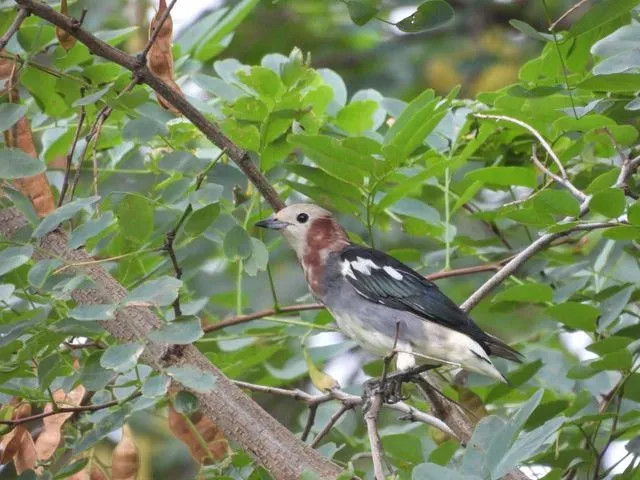 Species Image