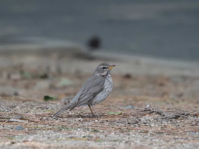 Species Image