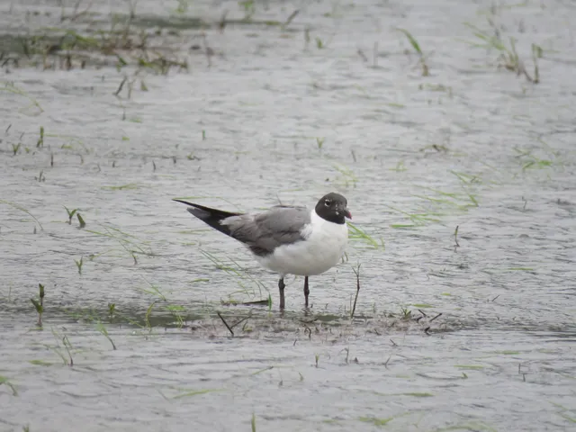 Species Image