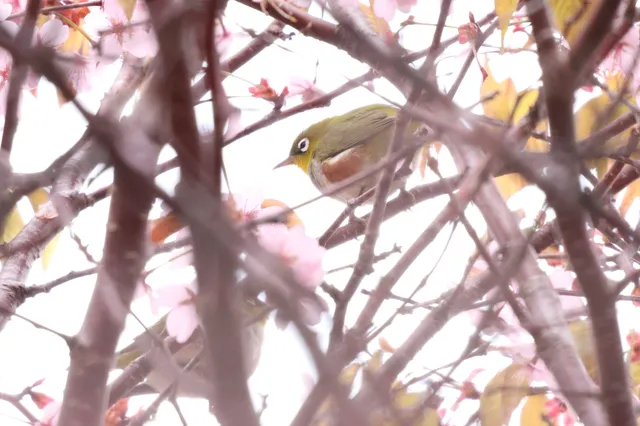 Species Image