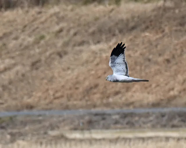 野鳥の写真
