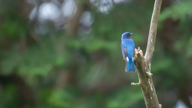 野鳥の写真