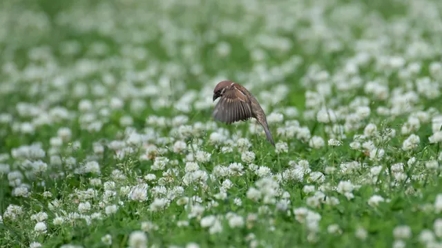 野鳥の写真