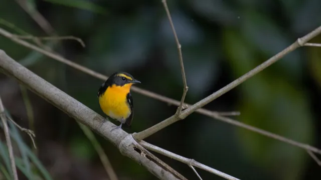 野鳥の写真