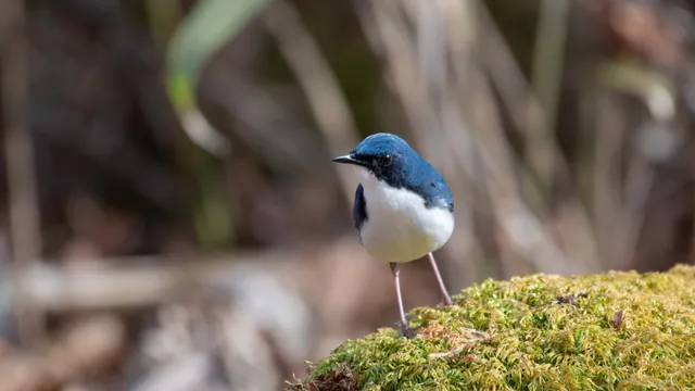 野鳥の写真