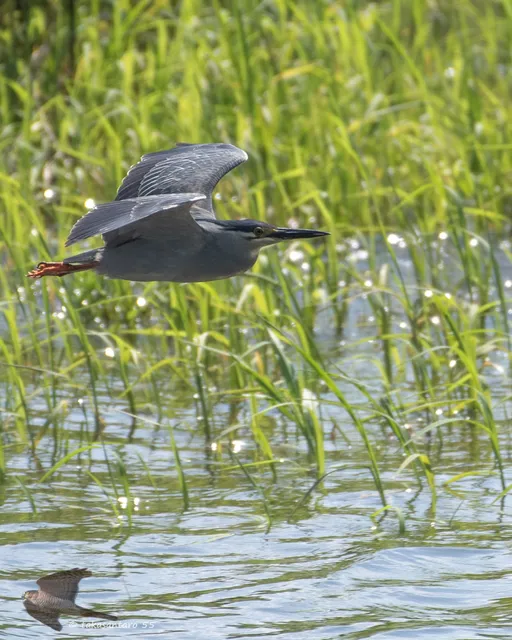 Species Image
