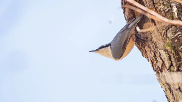 野鳥の写真