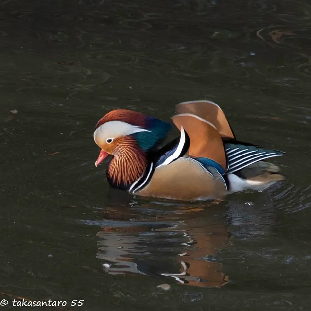 野鳥の写真
