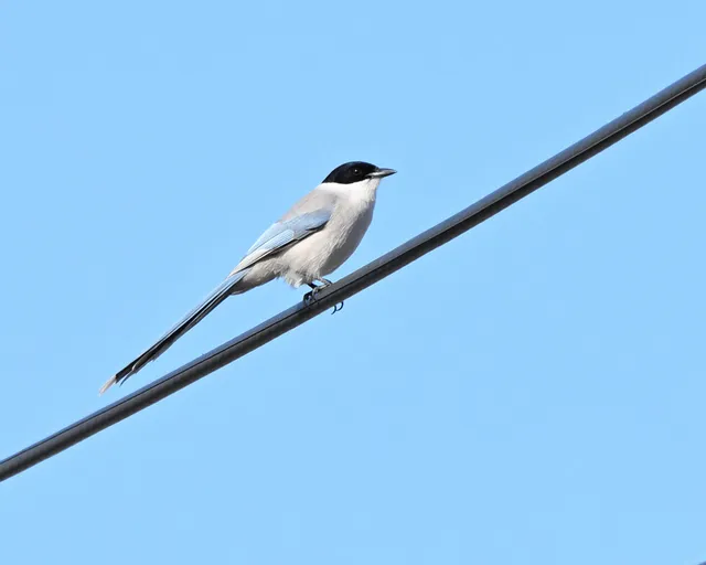 野鳥の写真
