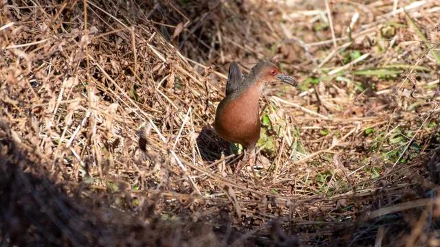野鳥の写真