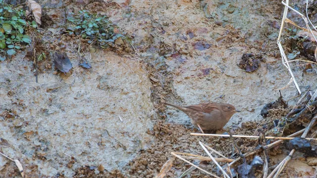 野鳥の写真