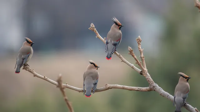 野鳥の写真
