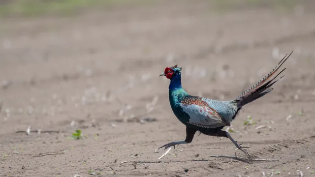 野鳥の写真