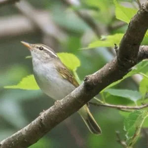 野鳥の写真