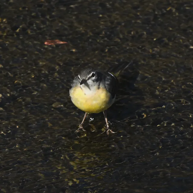 野鳥の写真