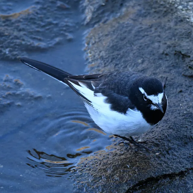 野鳥の写真