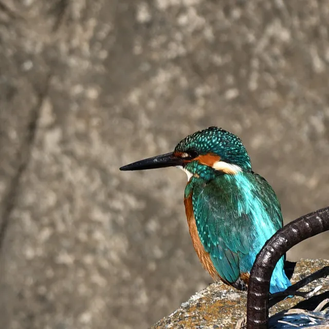 野鳥の写真