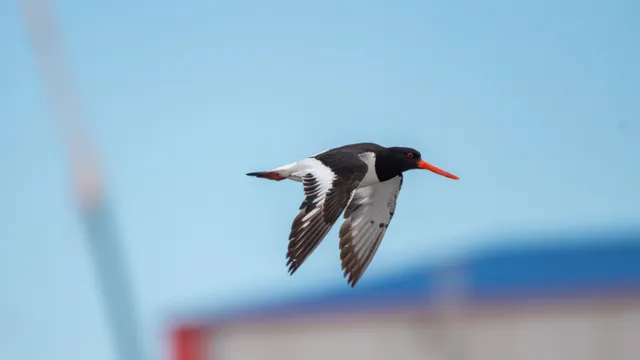 野鳥の写真