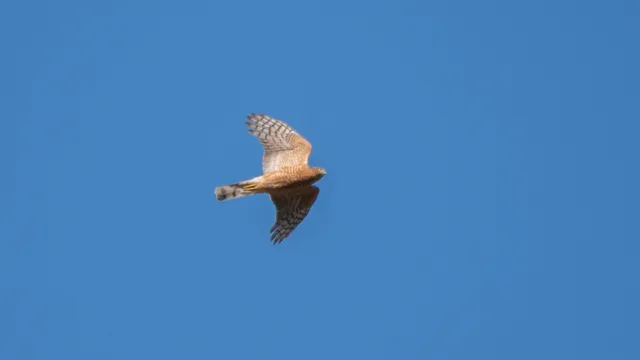 野鳥の写真