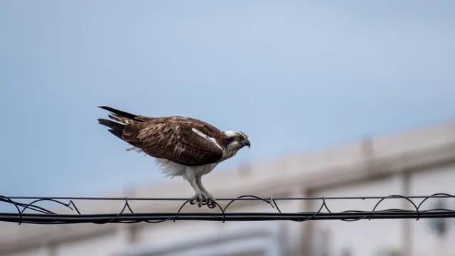 野鳥の写真