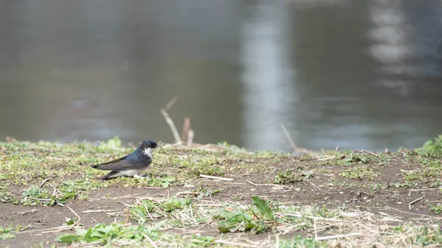 野鳥の写真