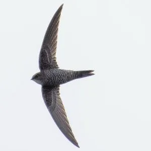 野鳥の写真