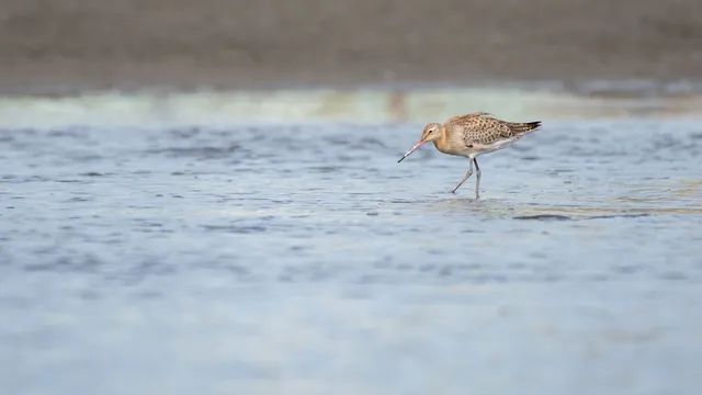 野鳥の写真