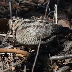 野鳥の写真