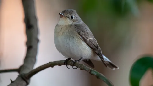 野鳥の写真
