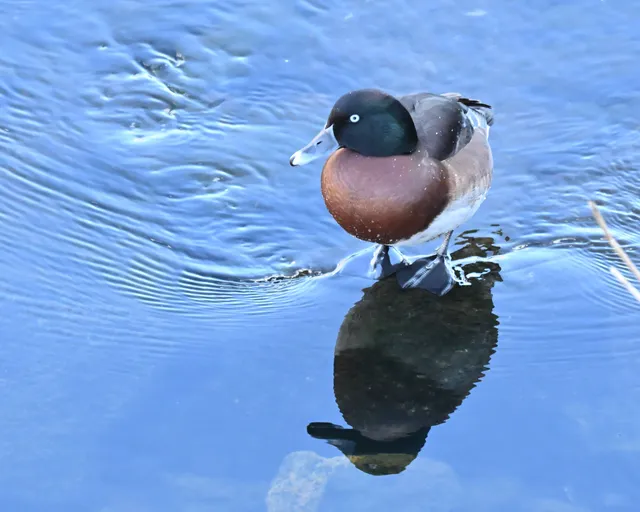 野鳥の写真
