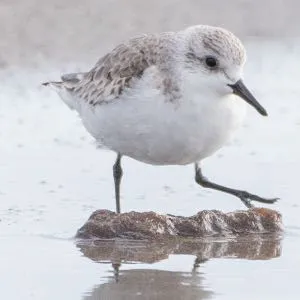 野鳥の写真