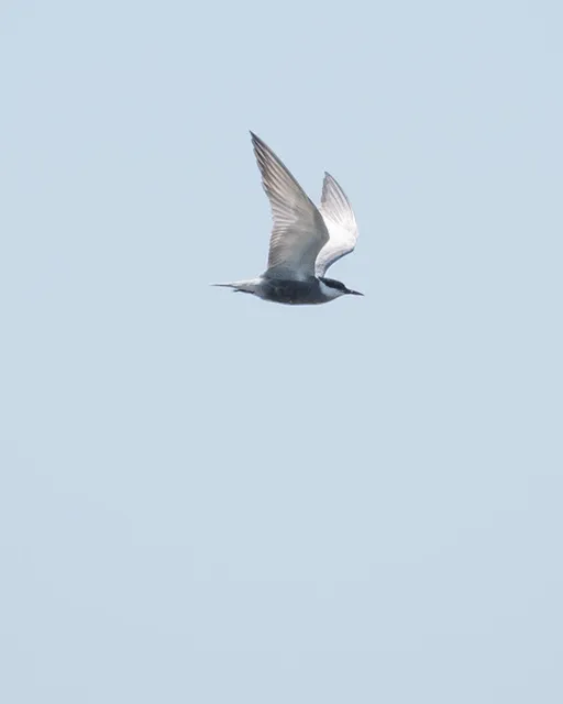 野鳥の写真