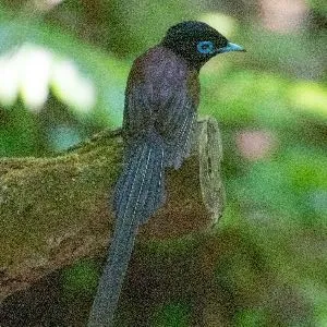 野鳥の写真
