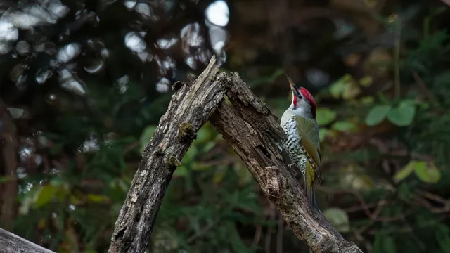 野鳥の写真