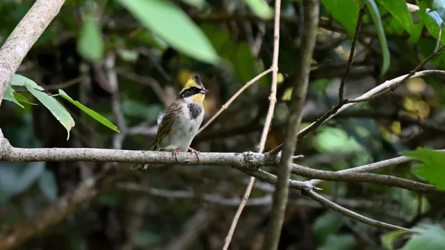 野鳥の写真