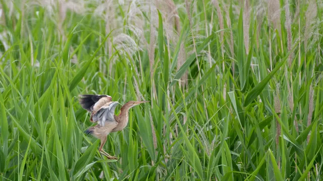 野鳥の写真