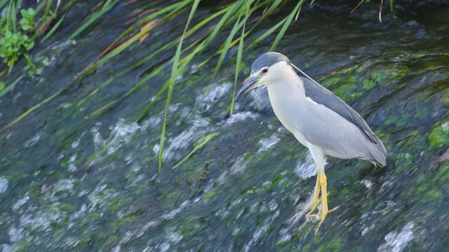 野鳥の写真