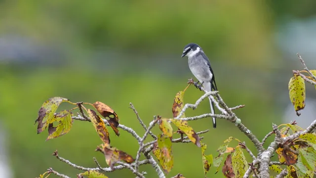 野鳥の写真