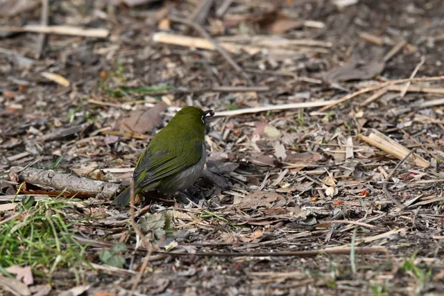 野鳥の写真