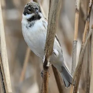 野鳥の写真