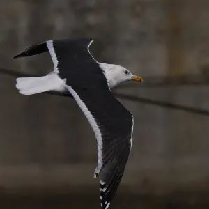 野鳥の写真