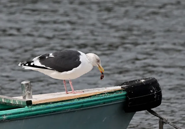 野鳥の写真